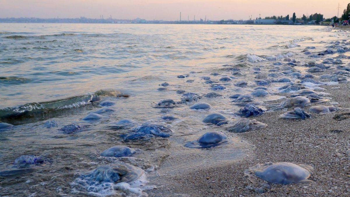 Нашестя медуз: відео з пляжу Азовського моря шокувало мережу