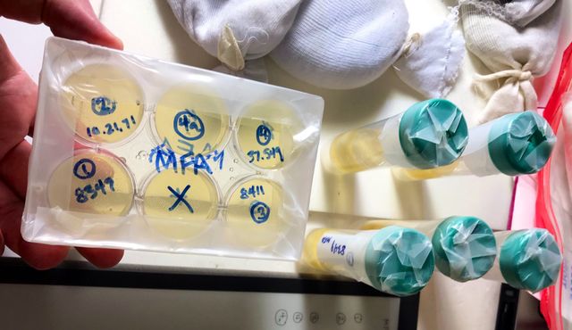 Фізик випік хліб з давньоєгипетських дріжджів: їм чотири тисячі років - фото 346106