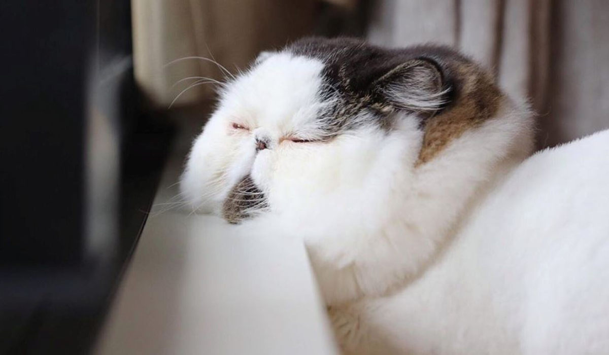 Цей кіт виглядає так, ніби теж прокинувся від будильника зранку: курйозні фото