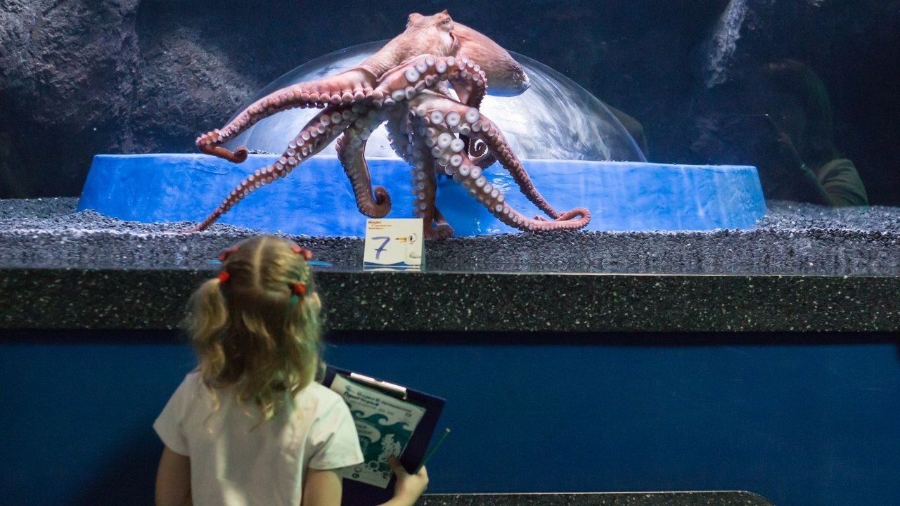 Американка хотіла зробити оригінальне фото з восьминогом на обличчі, але щось пішло не так