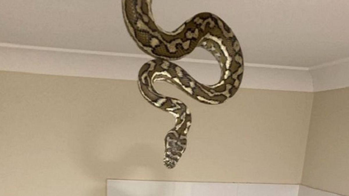 Величезний пітон налякав дітей, спустившись зі стелі у ванній: фотофакт