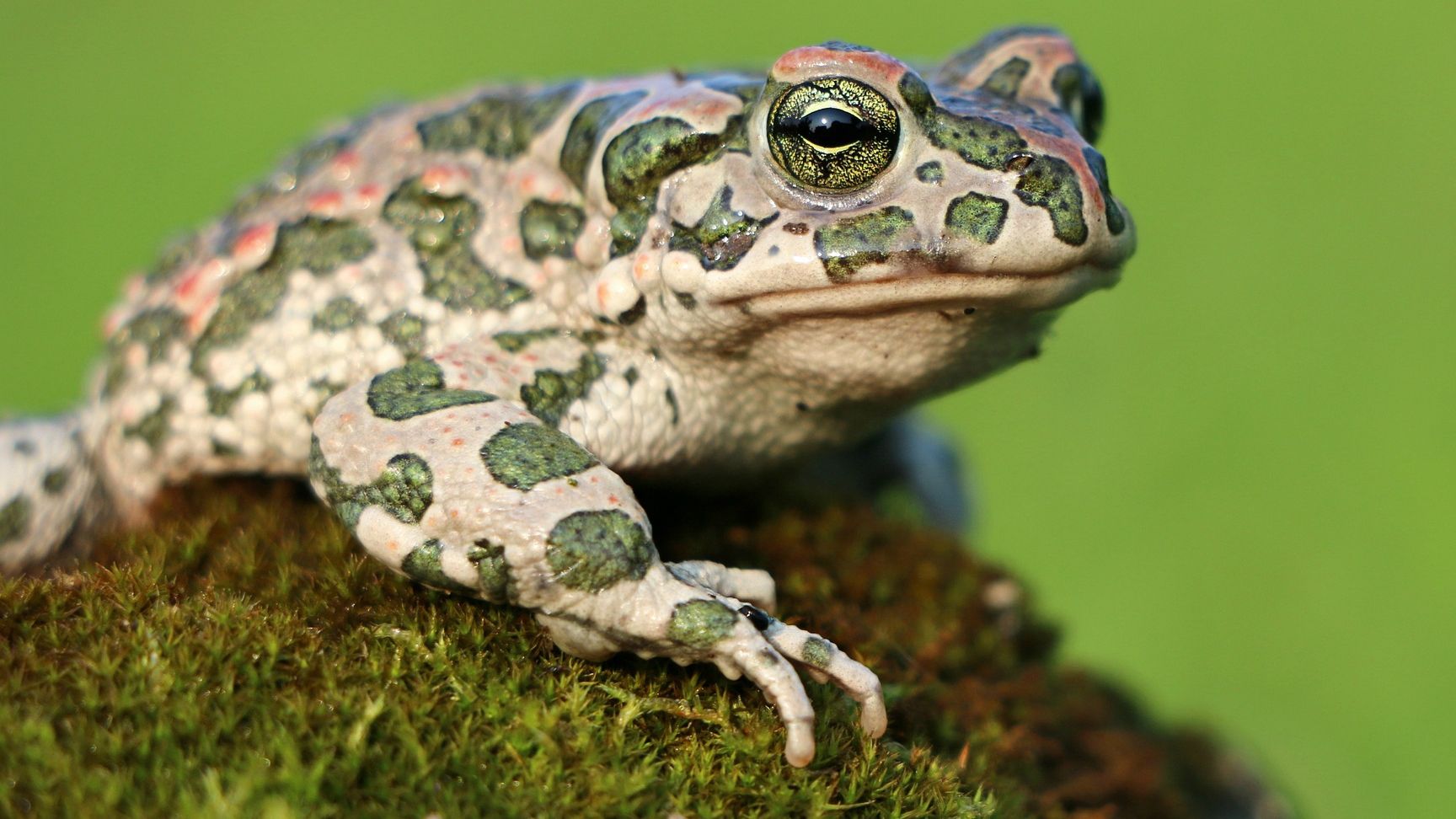 Жаби не провокують бородавки, але їх все одно не варто торкатися і ось чому - фото 1