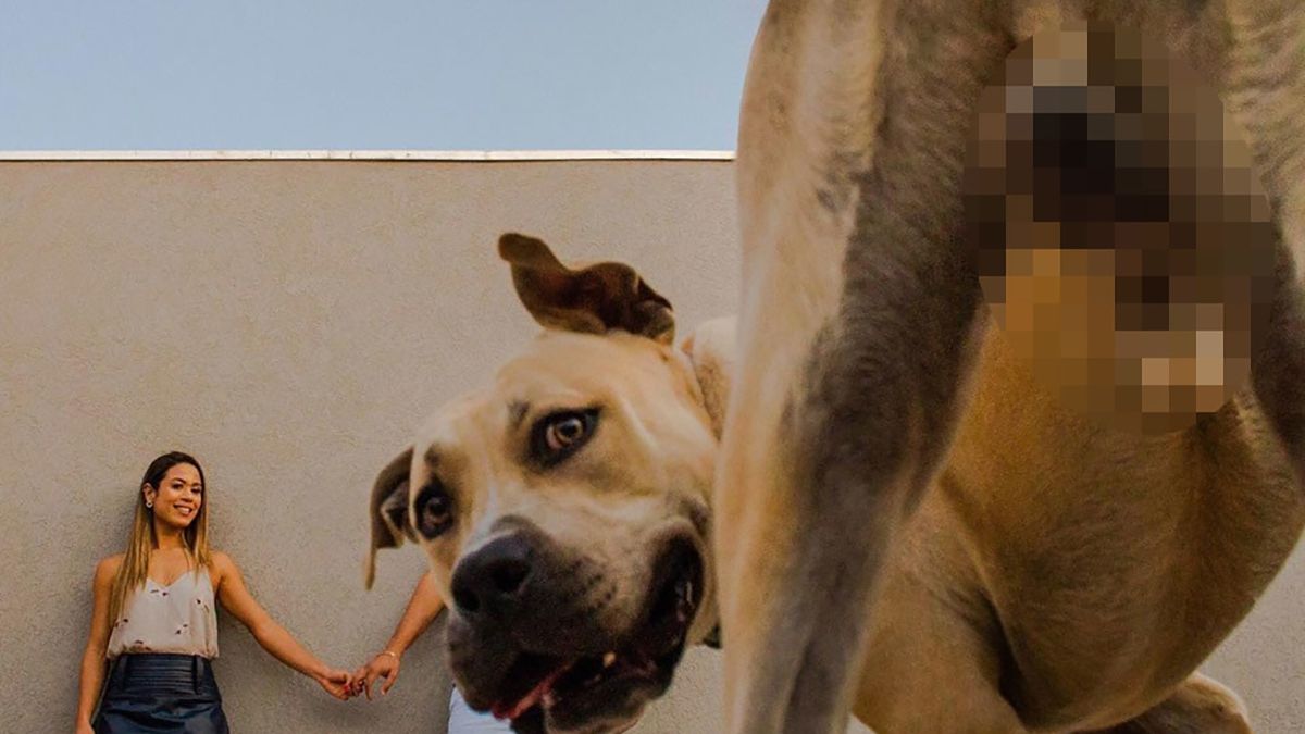 Кумедний пес зіпсував фотосесію закоханої парочки: але вийшло дуже круто!