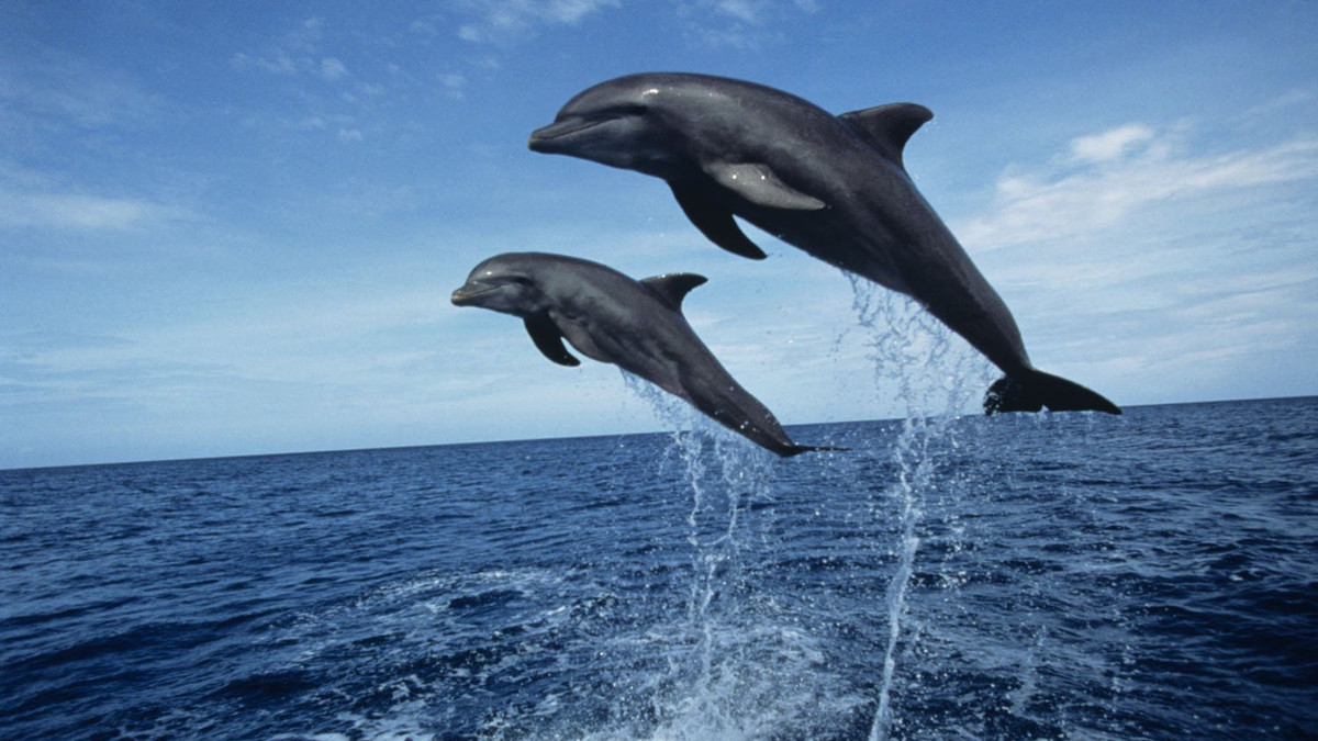 Дельфіни підпливли до узбережжя Одеси - фото 1