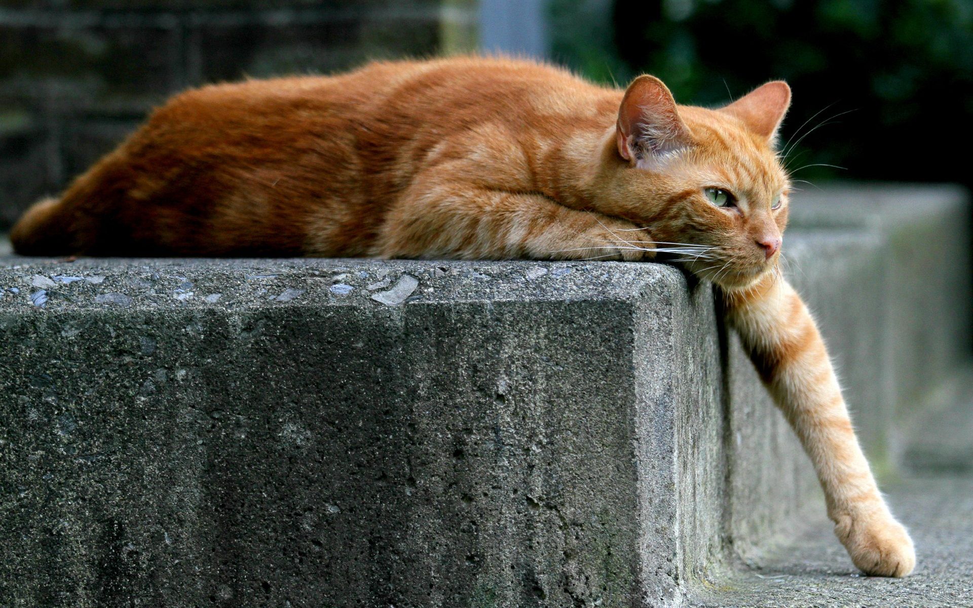 Мила кішка зірвала інтерв'ю: відео, яке зробить ваш вечір