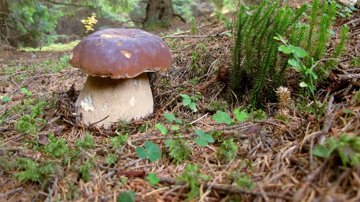 У зоні ЧАЕС ростуть гриби-велетні: фотофакт - фото 1