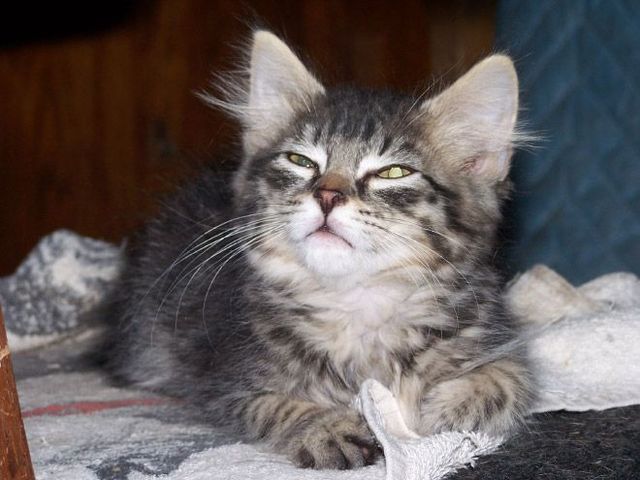 Кумедні коти, які чхають: епічні фото - фото 347667