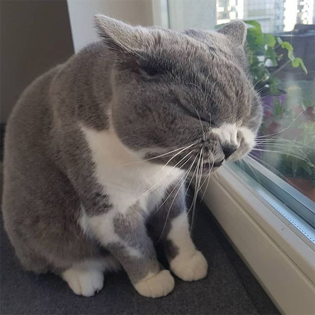 Кумедні коти, які чхають: епічні фото - фото 347668