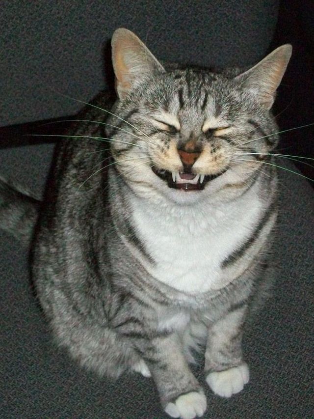 Кумедні коти, які чхають: епічні фото - фото 347675