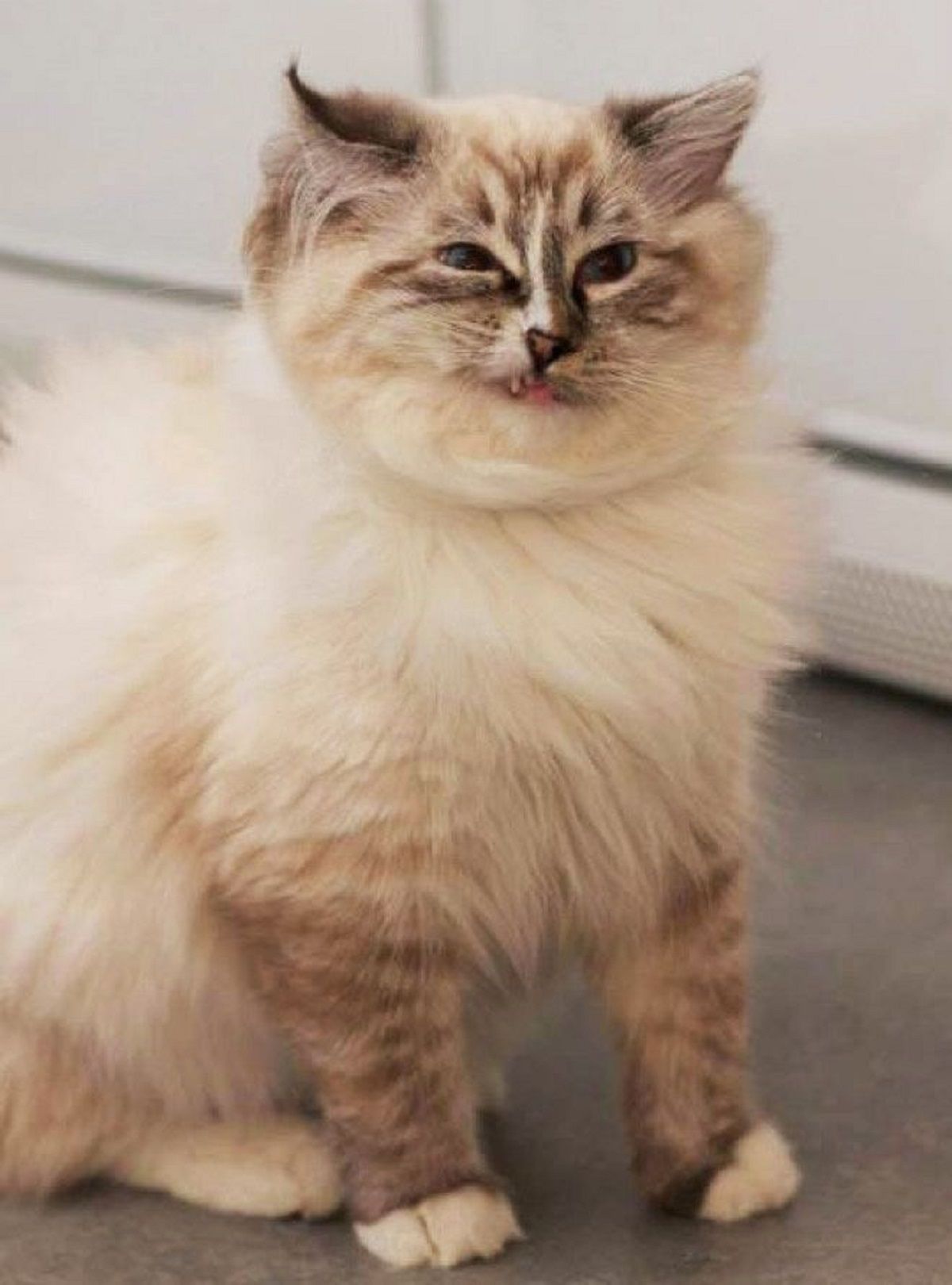 Епічні фото котів, які чхають - фото 1