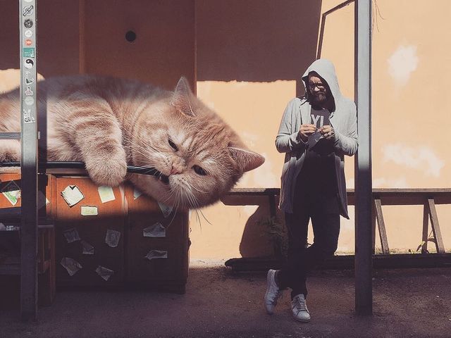 Триметрові улюбленці: художник представив у знімках світ з гігантськими кішками - фото 348010