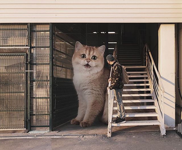 Триметрові улюбленці: художник представив у знімках світ з гігантськими кішками - фото 348016