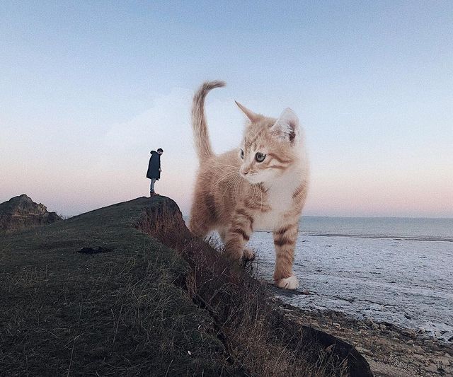 Триметрові улюбленці: художник представив у знімках світ з гігантськими кішками - фото 348018
