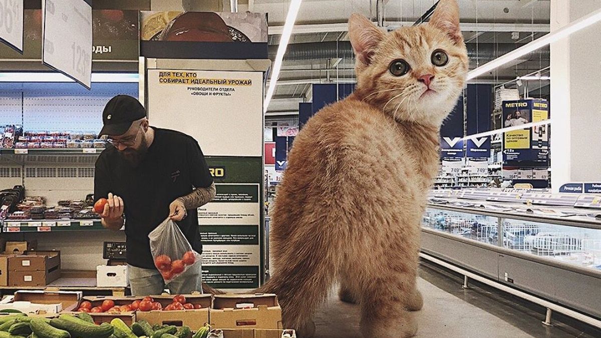 Триметрові улюбленці: художник представив у знімках світ з гігантськими кішками