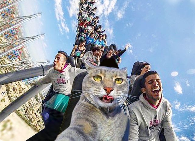 Мережа захоплюється котом, який робить ідеальні селфі - фото 348500