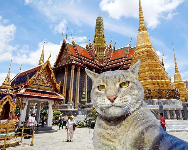 Мережа захоплюється котом, який робить ідеальні селфі - фото 348501