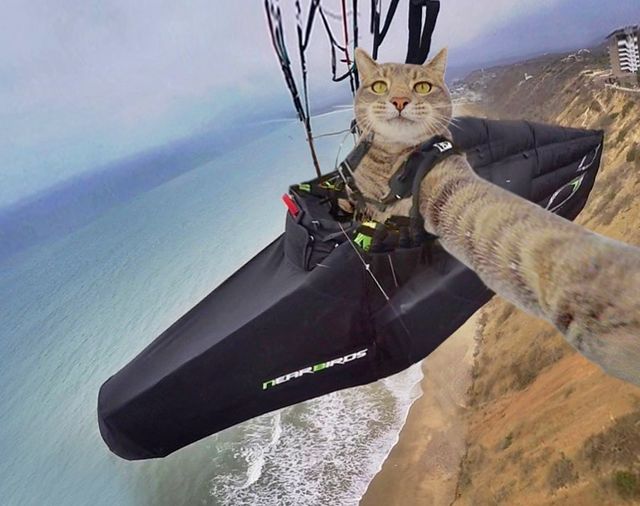 Мережа захоплюється котом, який робить ідеальні селфі - фото 348502