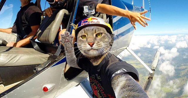 Мережа захоплюється котом, який робить ідеальні селфі - фото 348503