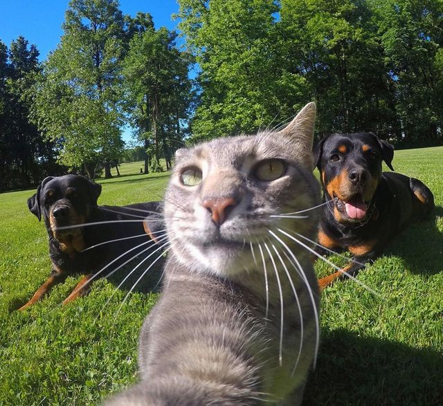 Мережа захоплюється котом, який робить ідеальні селфі - фото 348504