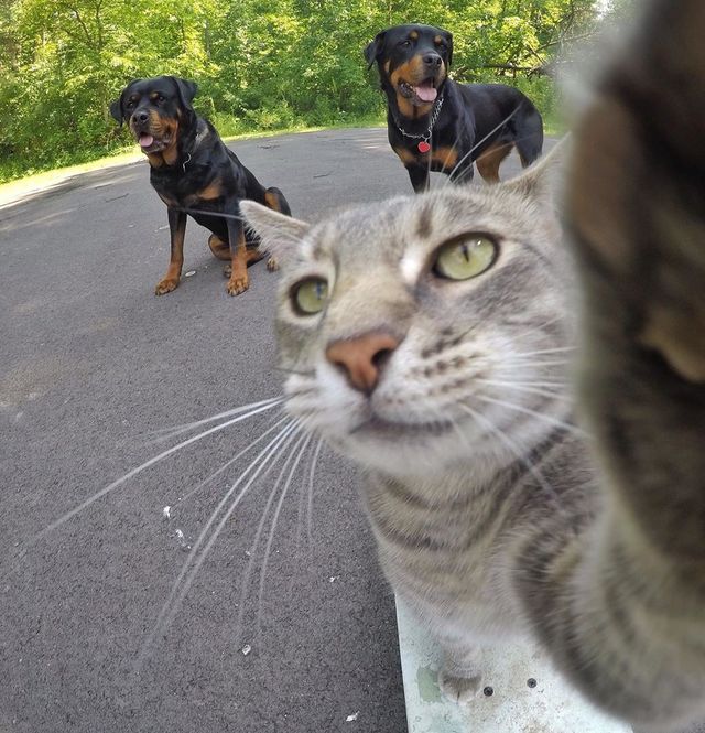 Мережа захоплюється котом, який робить ідеальні селфі - фото 348505