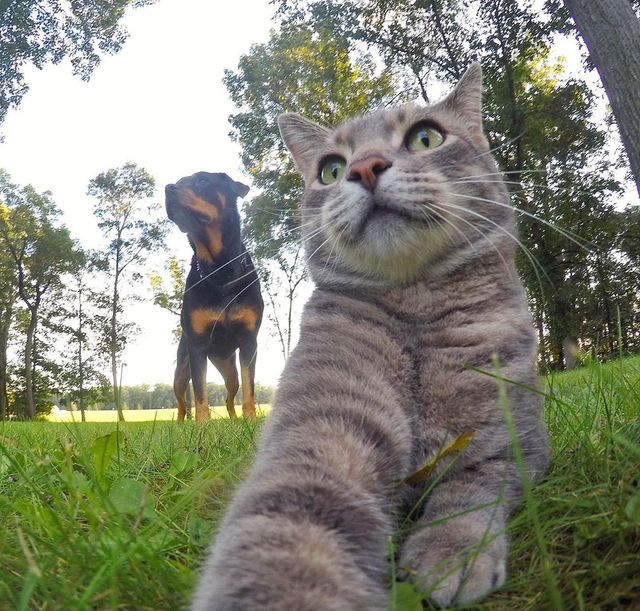 Мережа захоплюється котом, який робить ідеальні селфі - фото 348506