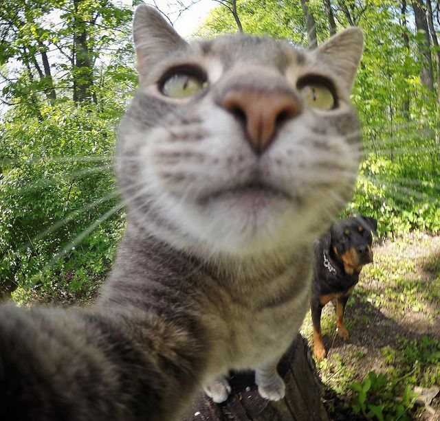 Мережа захоплюється котом, який робить ідеальні селфі - фото 348507