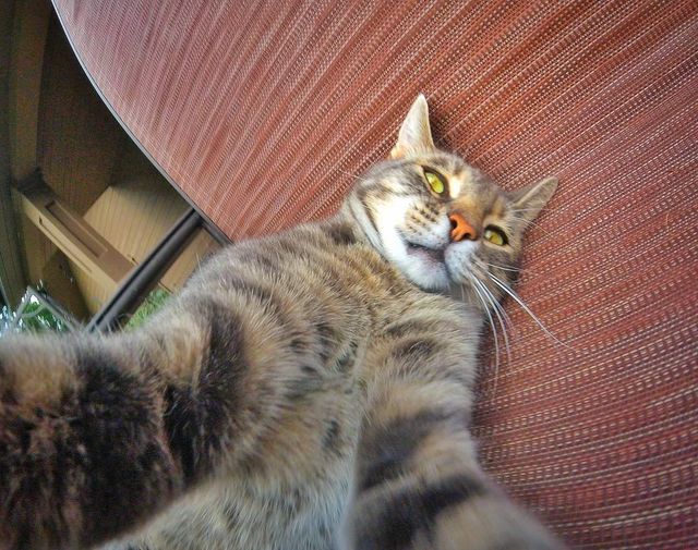 Мережа захоплюється котом, який робить ідеальні селфі - фото 348508