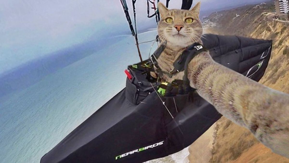 Кіт Менні робить ідеальні селфі - фото 1