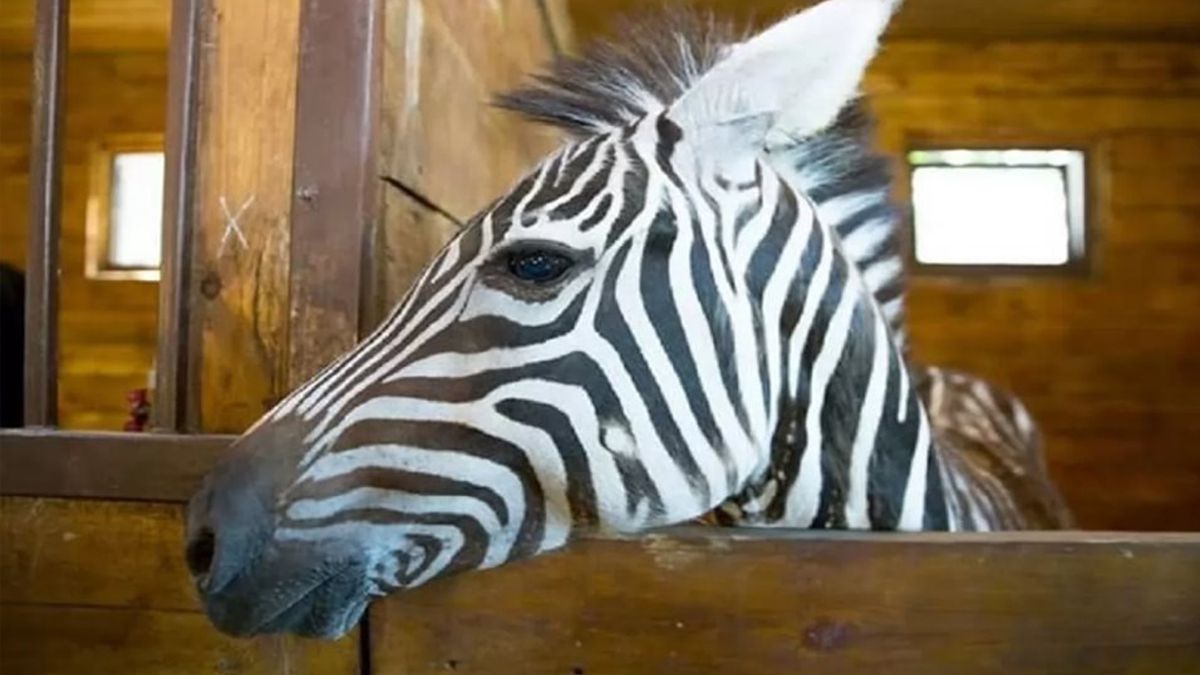 По Харкову розгулює зебра - фото 1