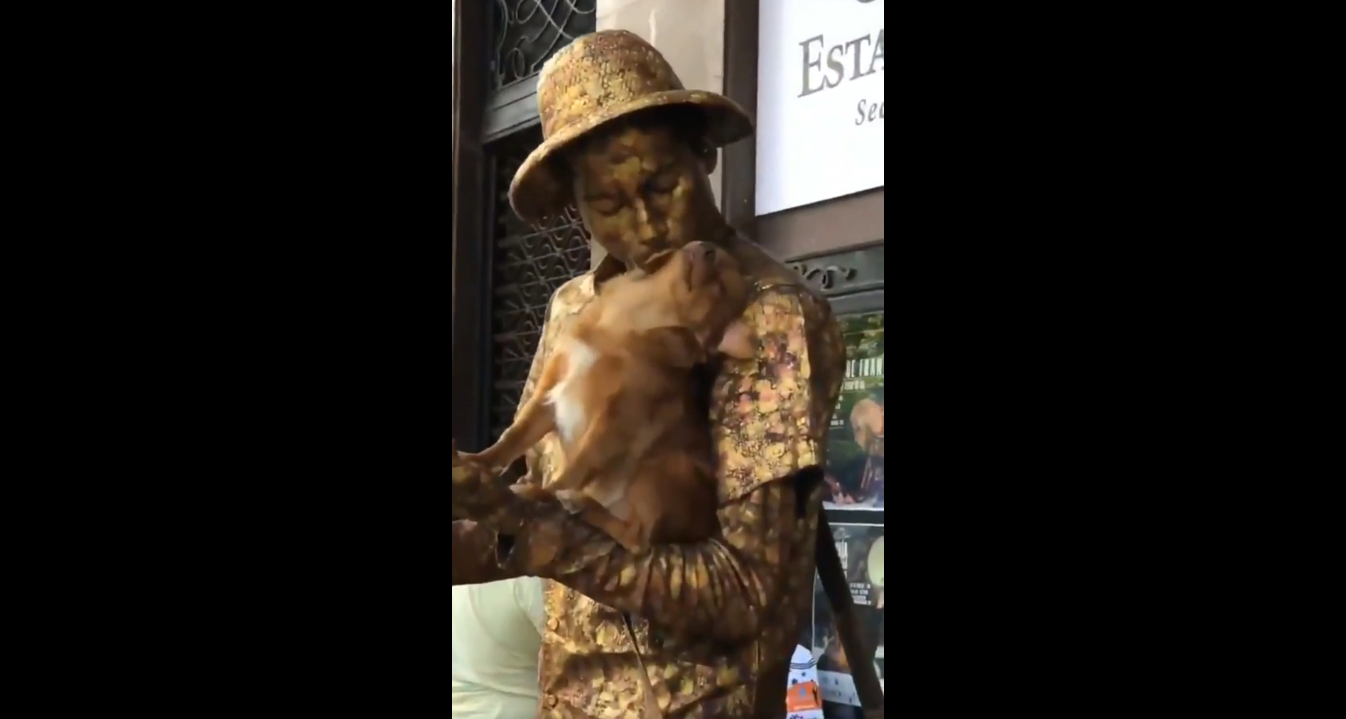 Цей собака заслуговує на Оскар: відеофакт