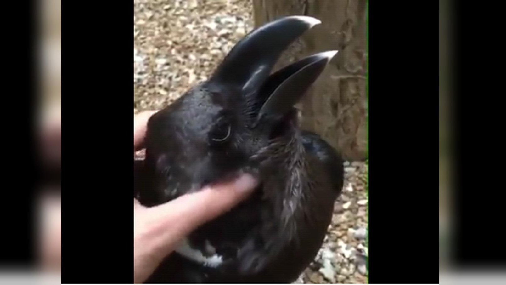 Ворон чи кролик? Мережу спантеличила нова оптична ілюзія