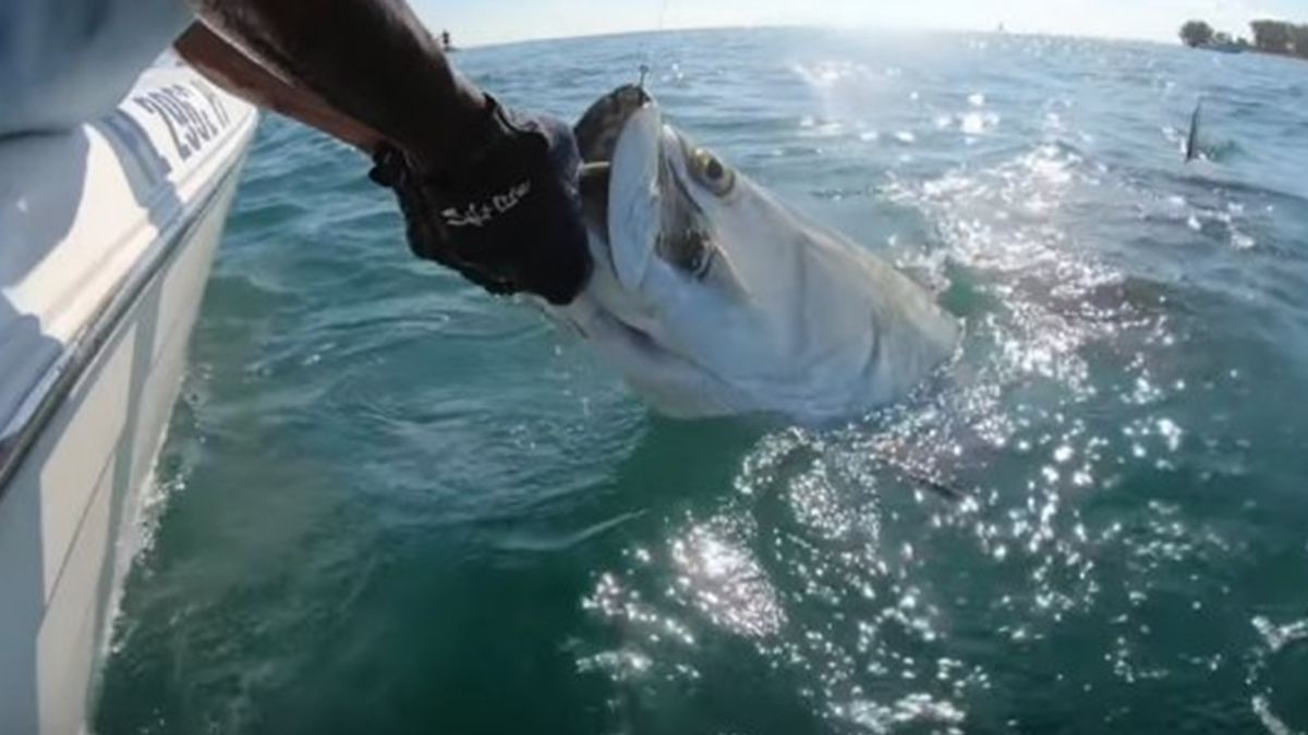 Акула вирвала величезний улов з рук рибалки: екстремальне відео