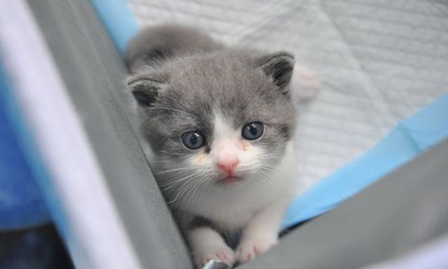 Китайська компанія займеться клонуванням котів - фото 349078