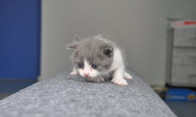 Китайська компанія займеться клонуванням котів - фото 349079