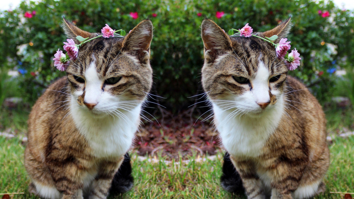 Клонування кота – процедура не з дешевих - фото 1