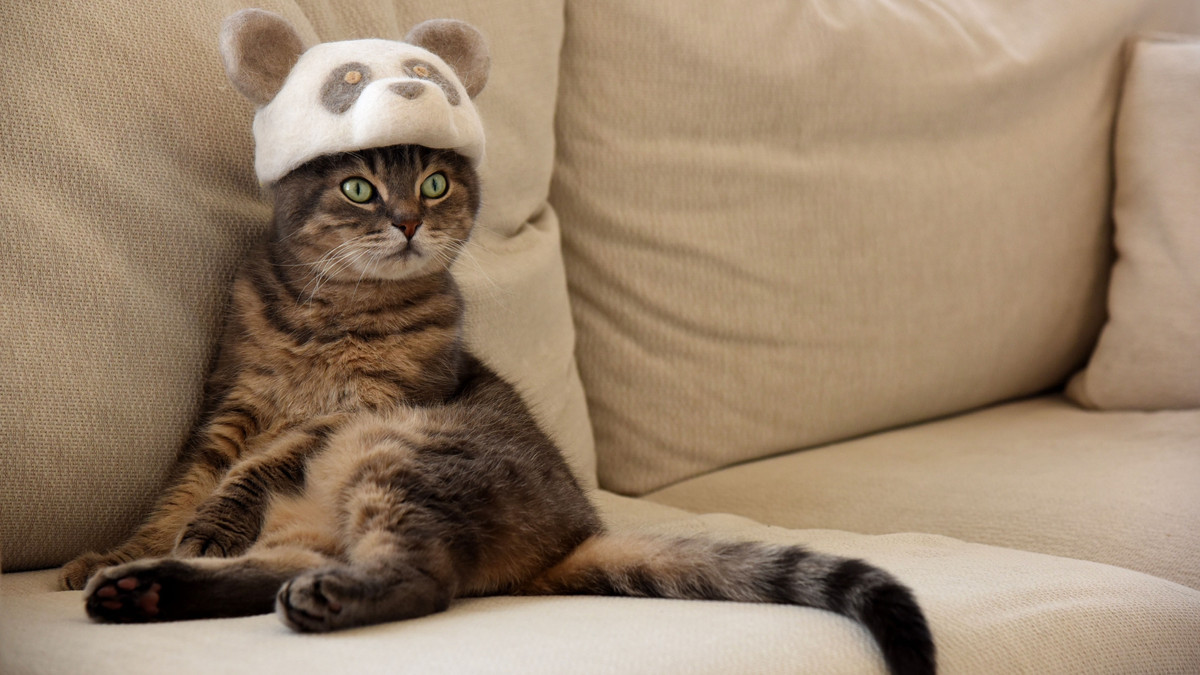 Кумедні коти у смішних капелюхах - фото 1