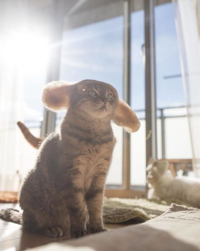 Милість зашкалює: художник створює капелюшки для котів зїх власної вовни - фото 349103