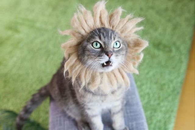 Милість зашкалює: художник створює капелюшки для котів зїх власної вовни - фото 349109