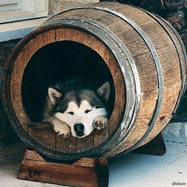 Ці будки для собак виглядають краще, ніж ваш дім - фото 349249