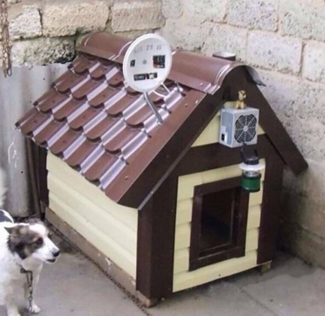 Ці будки для собак виглядають краще, ніж ваш дім - фото 349251