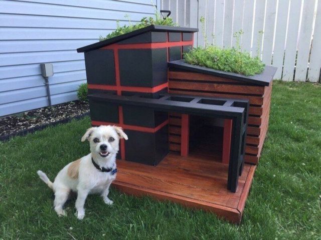 Ці будки для собак виглядають краще, ніж ваш дім - фото 349256