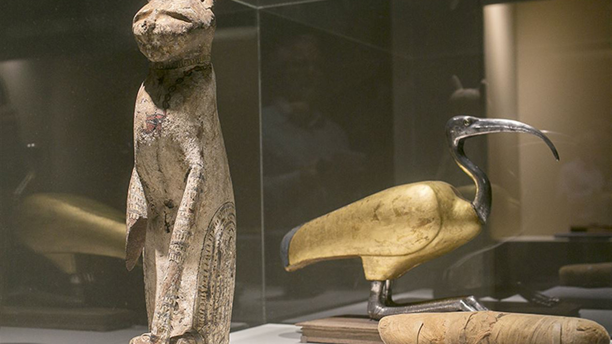 Археологи розкопали рідкісну колекцію мумій кішок - фото 1