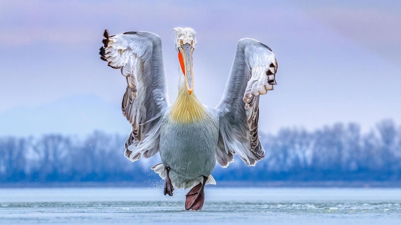 Найкращі фото птахів 2019 - фото 1
