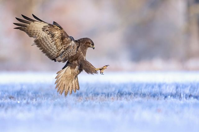 Обрані найкращі кадри птахів у 2019 році - фото 349649