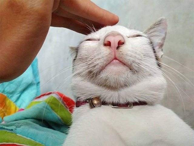 Пухнасті підборіддя котів, які змусять усміхнутися: кумедні фото - фото 350366