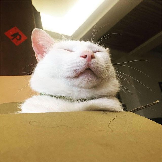 Пухнасті підборіддя котів, які змусять усміхнутися: кумедні фото - фото 350367