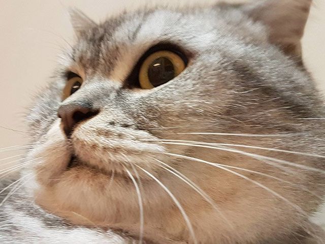 Пухнасті підборіддя котів, які змусять усміхнутися: кумедні фото - фото 350369