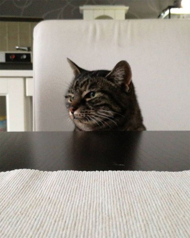 Пухнасті підборіддя котів, які змусять усміхнутися: кумедні фото - фото 350370