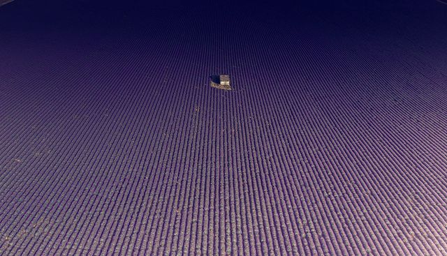 6 фото лавандових полів, які можна побачити тільки у Франції - фото 350782