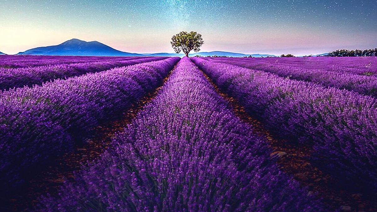 Лавандові поля у Франції - фото 1